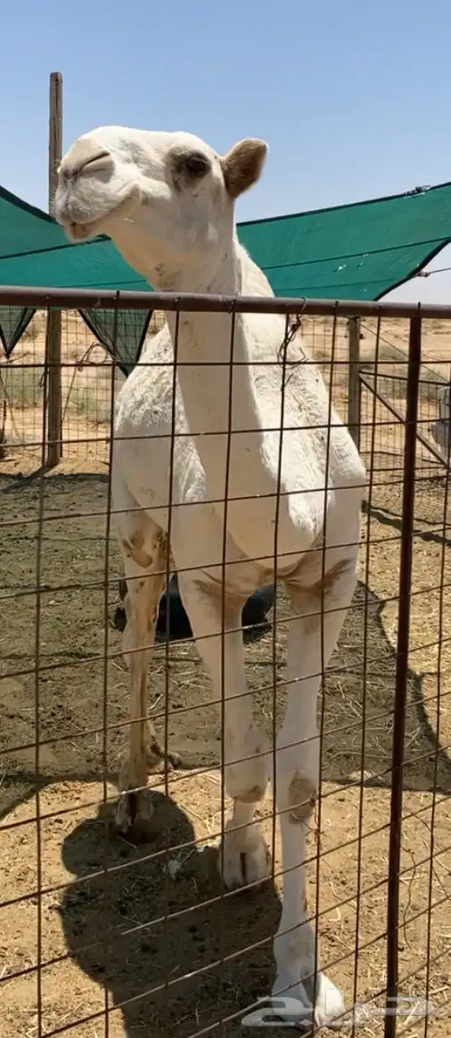 بكره حيسونيه 3