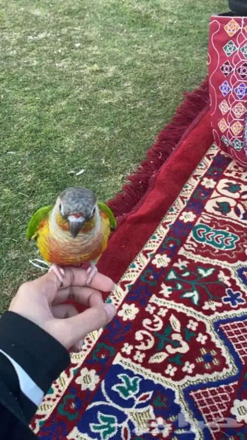 ببغاء كنيور 2