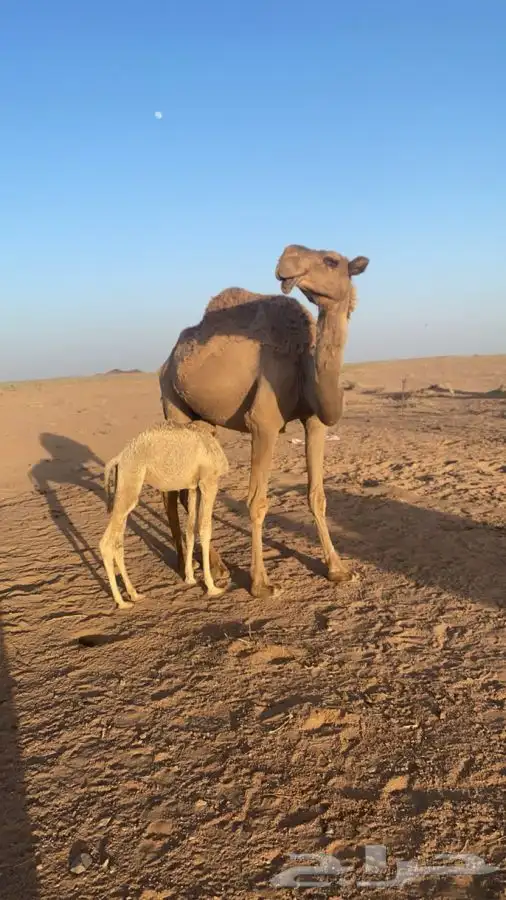 ناقه خلفه 0