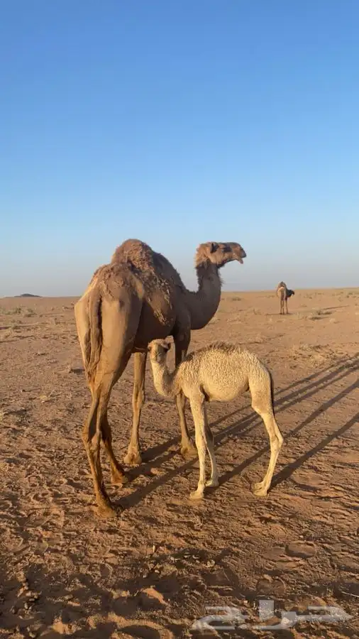 ناقه خلفه 2