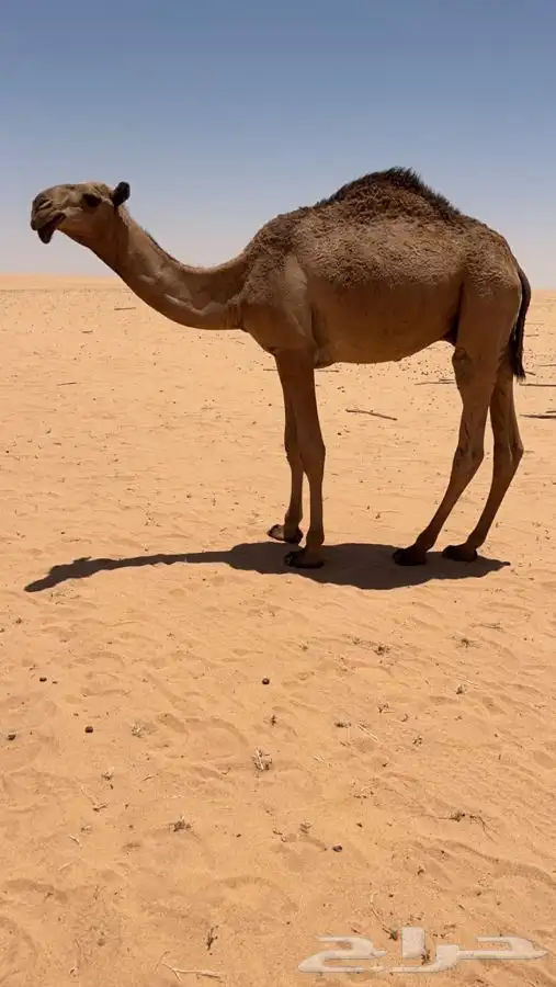 قعود للبيع 2