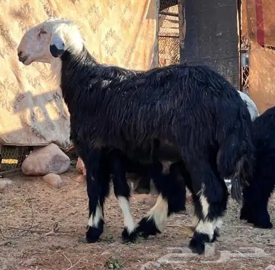 فحل نجدي 0