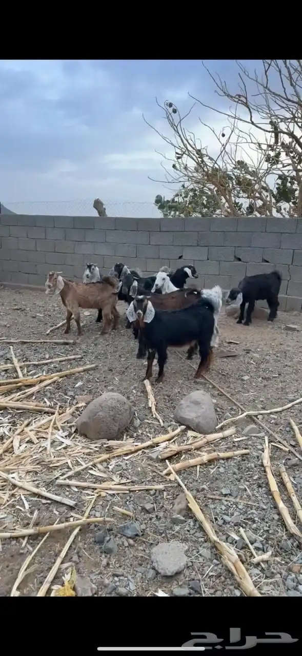 تيوس بريه سمان ونظاف 0