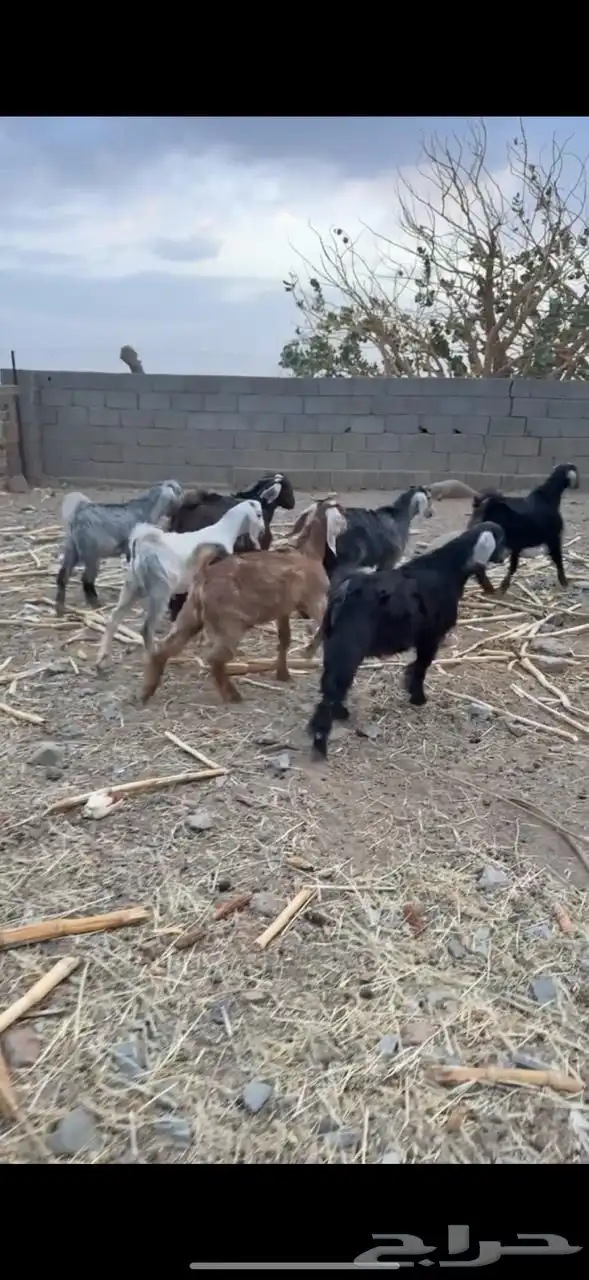 تيوس بريه سمان ونظاف 1