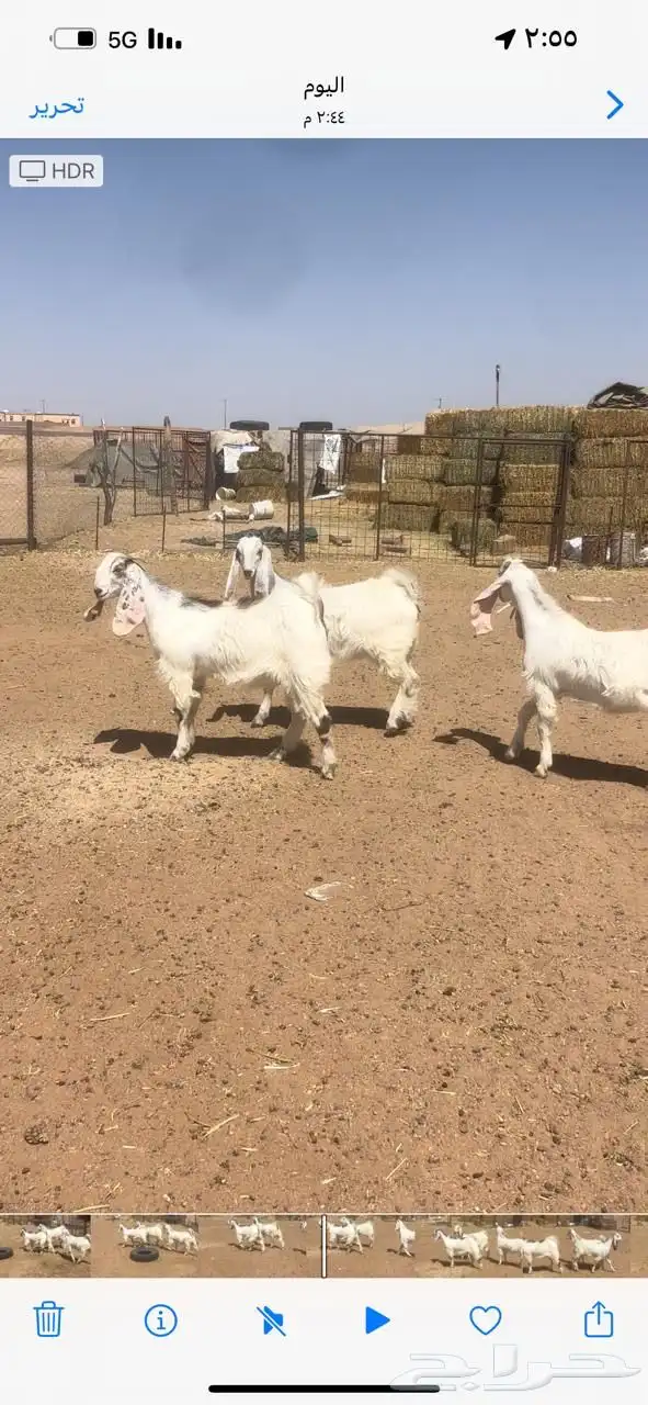 جفرات مشاريك 0