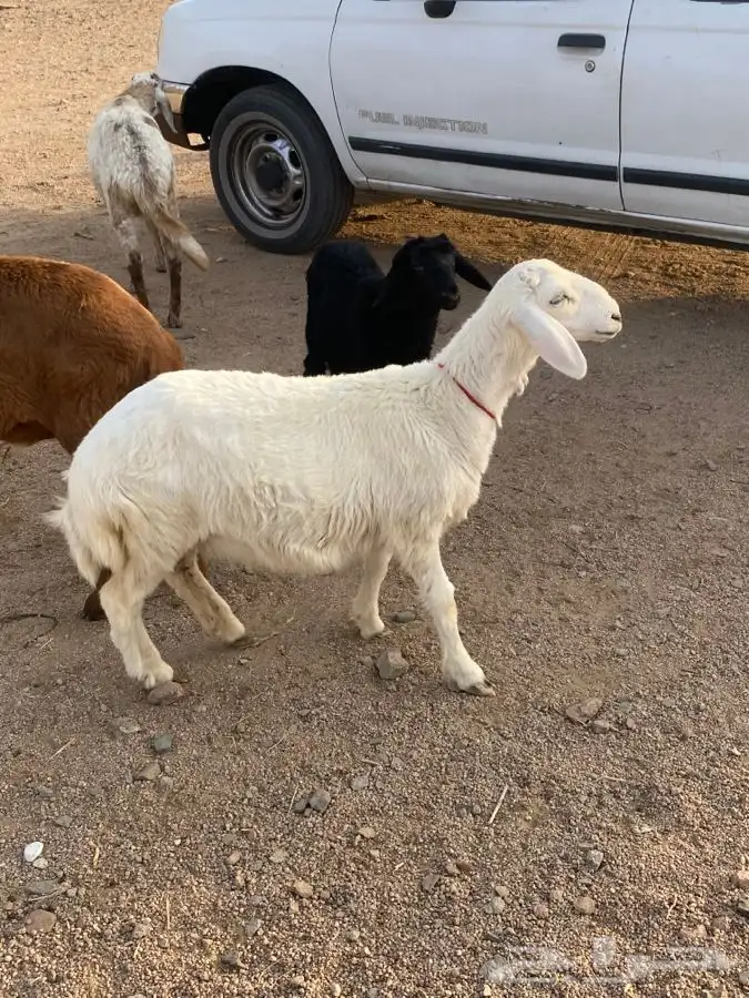 رخل ذبيحه تم البيع 3