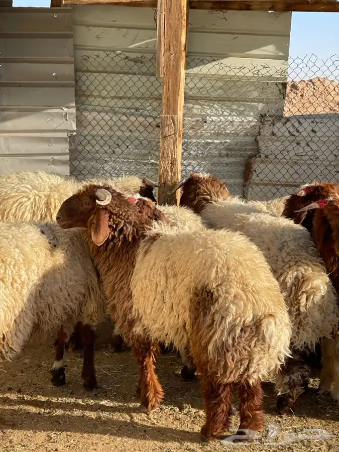 ذبايح نعيمي جبر و هرفي مع التوصيل والسلخ 3