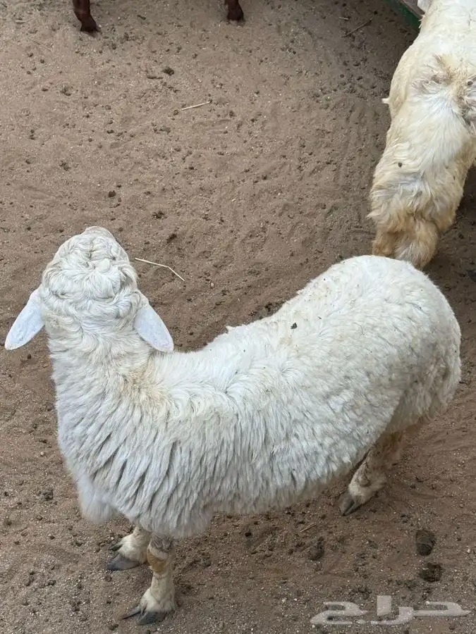 ذبايح مرابي عسير 15