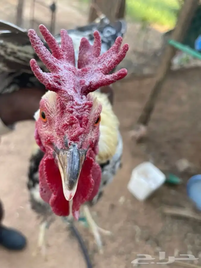 ديك بلدي أفرق فاخر 1
