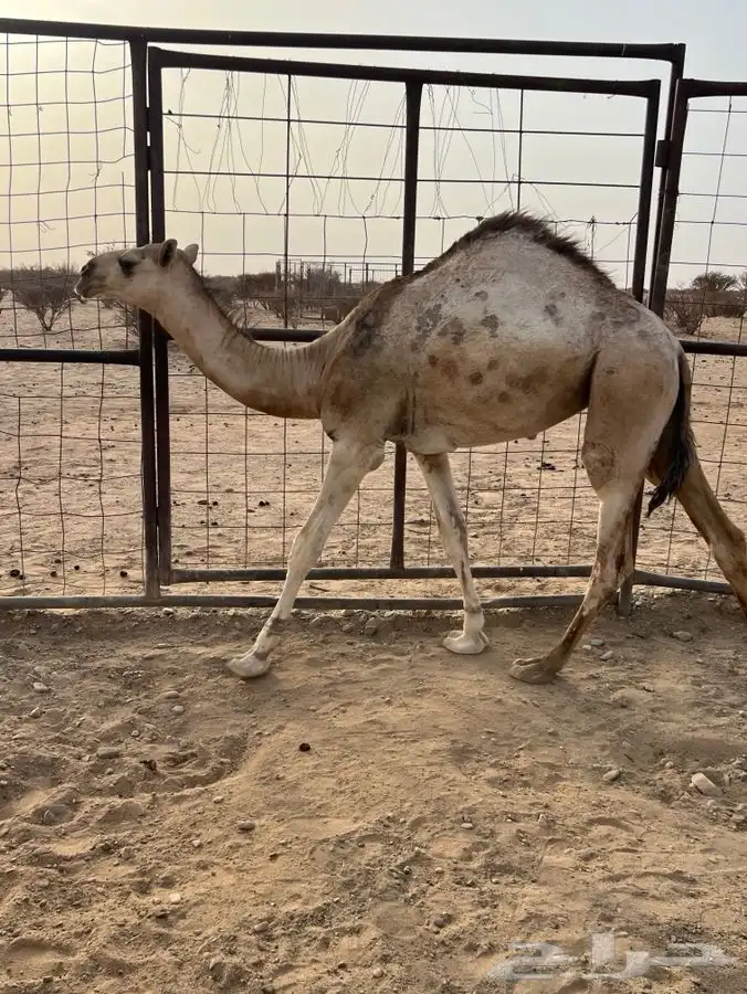 بكره كفو 0