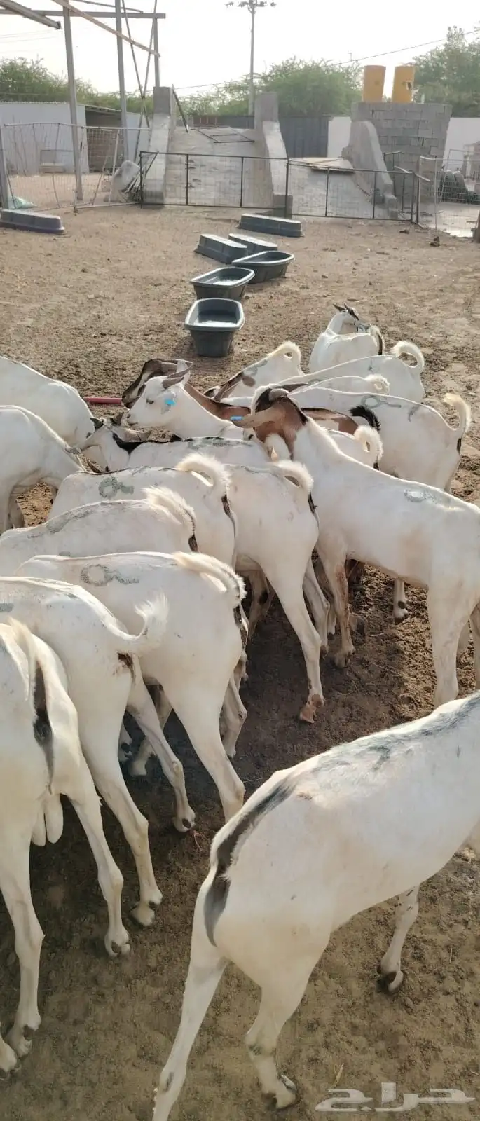 برابر وتيوس صومالي جمله سواكن ونعيمي مربي 4