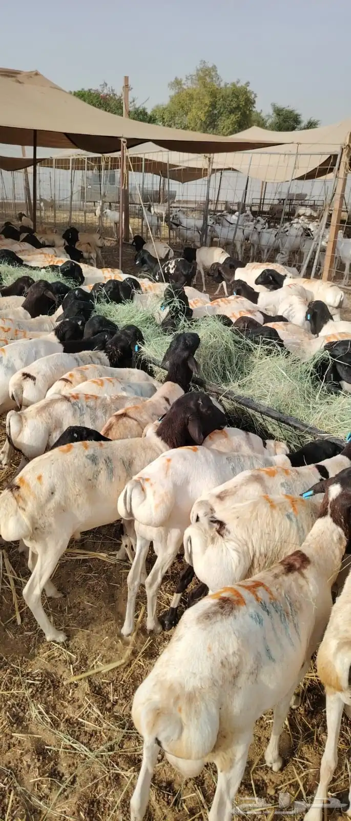 برابر وتيوس صومالي جمله 1