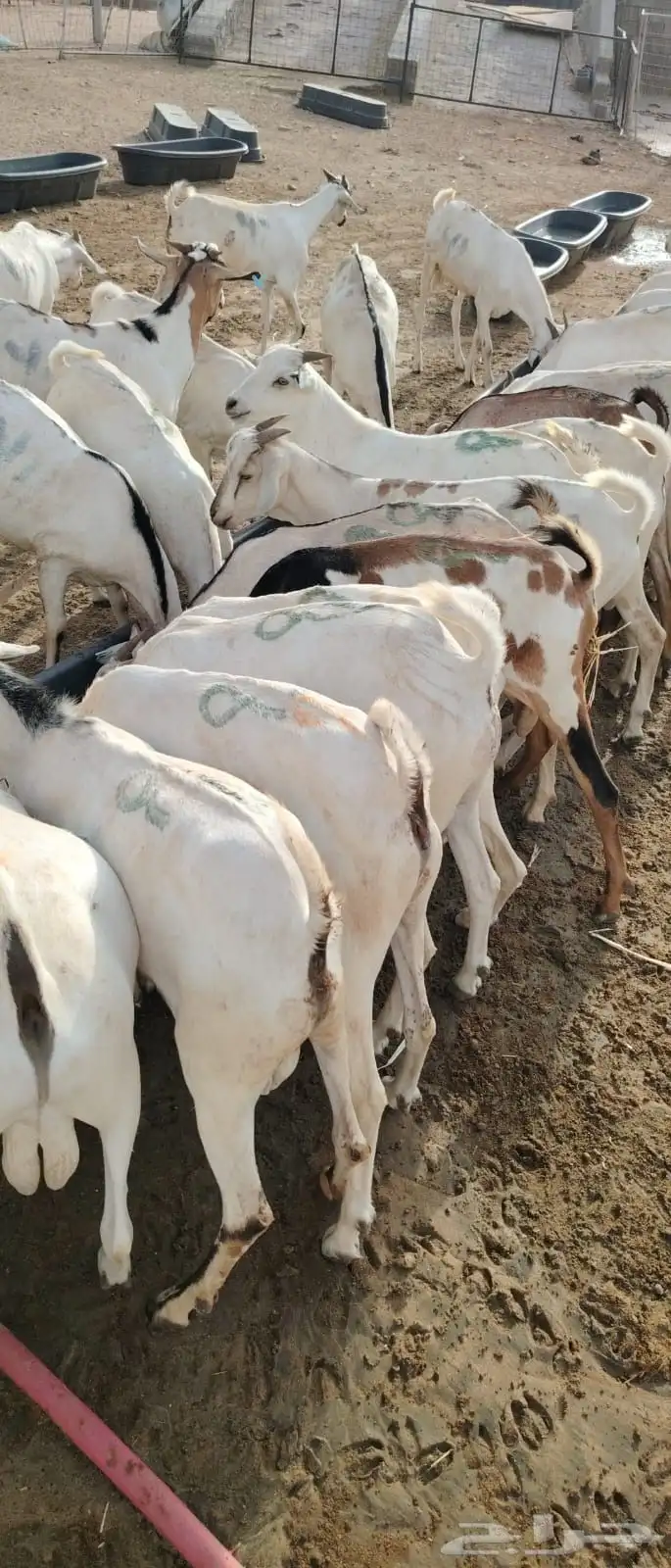 برابر وتيوس صومالي جمله 3