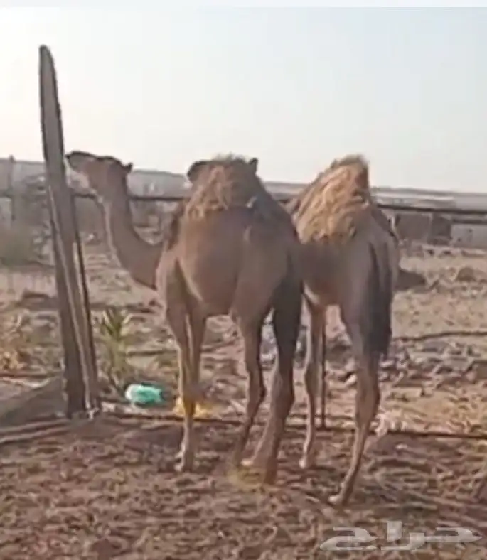 قعود وبكره للبيع 0
