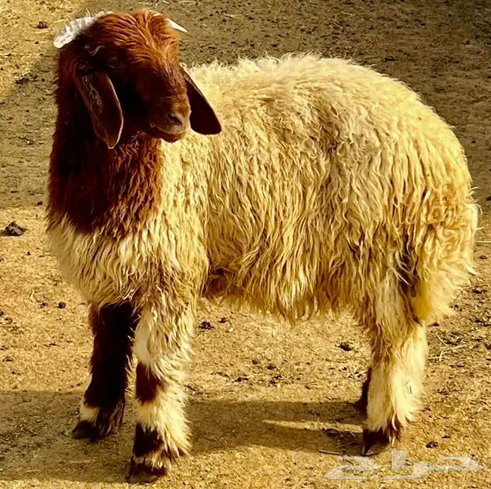 ذبايح نعيمي جبر و هرفي مع التوصيل والسلخ 0