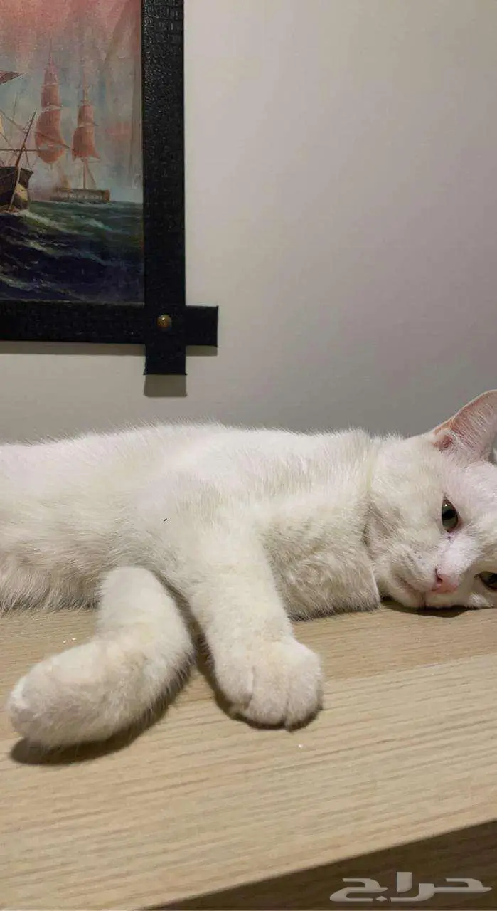 قط ذكر معقم للتبني 0