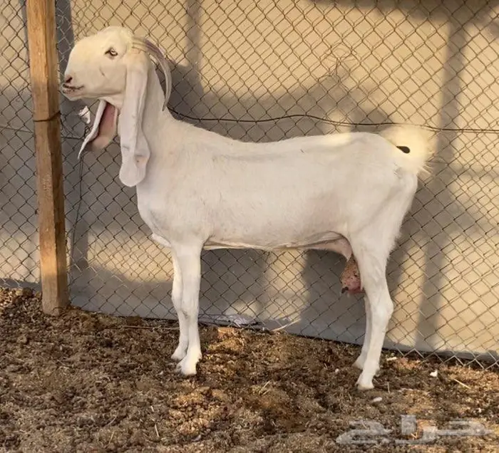 للبيع اربعه روس معزه مع فحل كشميري 3