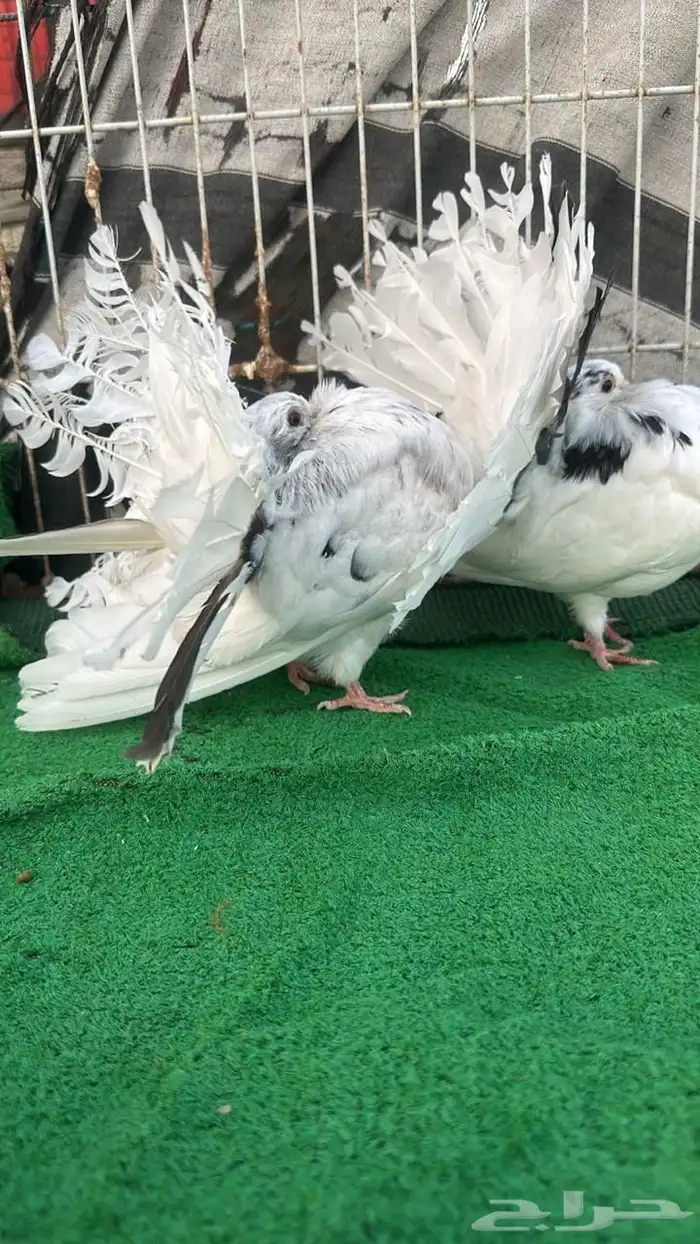 رقاص هولندي فناتيل 3