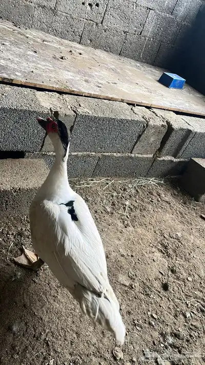 طيور 13