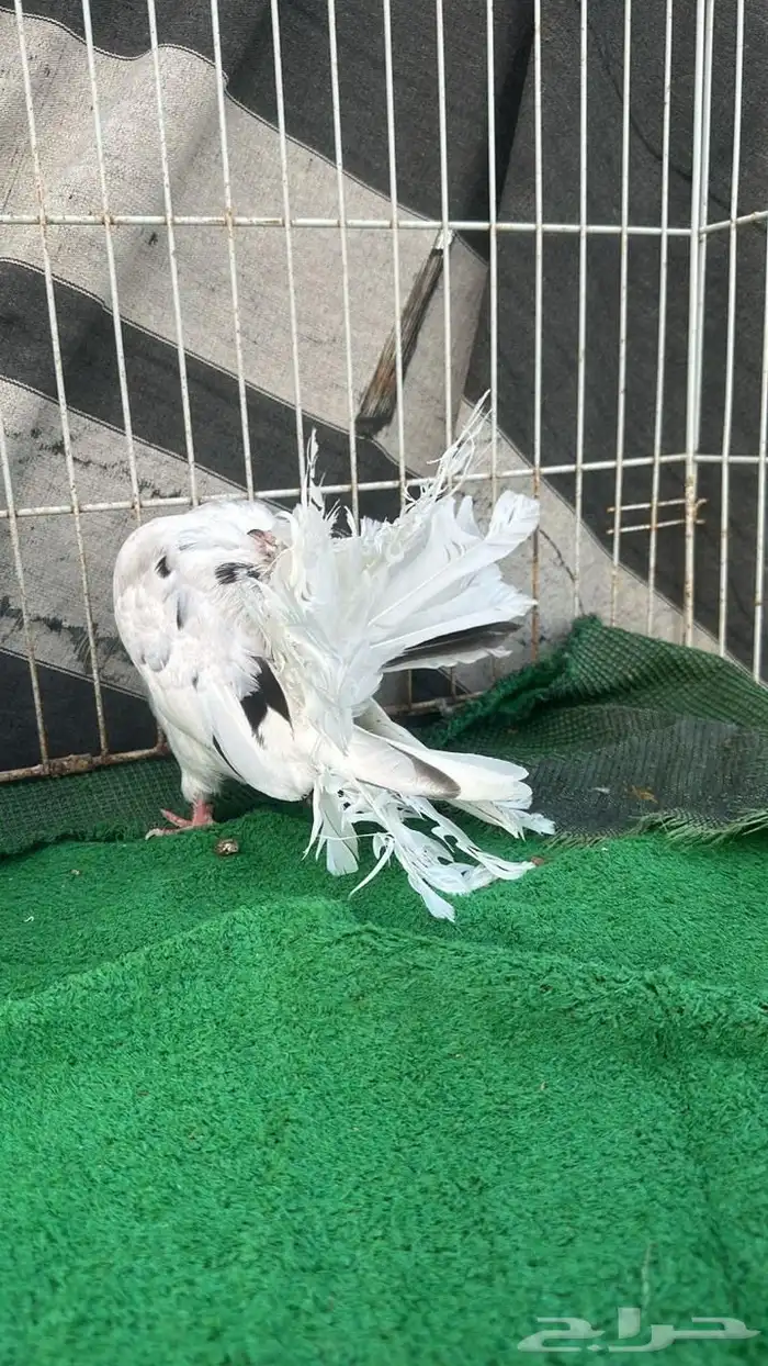 رقاص هولندي فناتيل 5