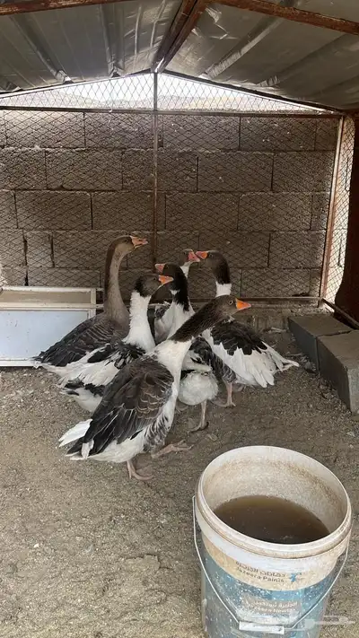 طيور 5