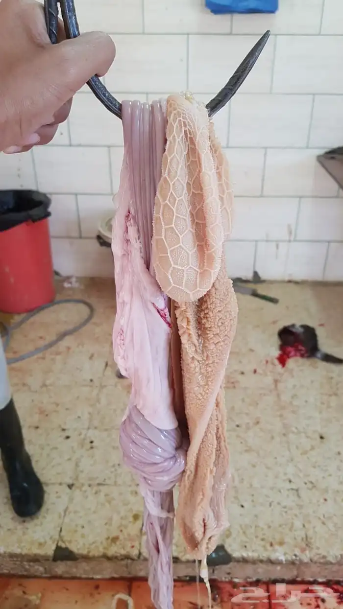 ذبايح جميع الاحجام 12