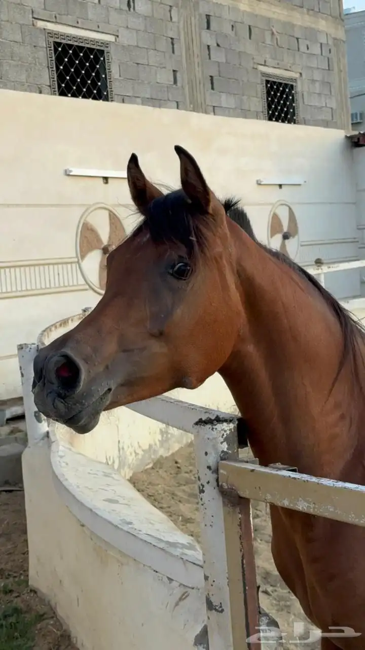 مهر واهو شيخ 2