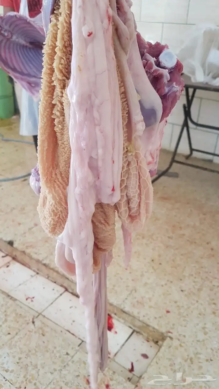 ذبايح جميع الاحجام 11