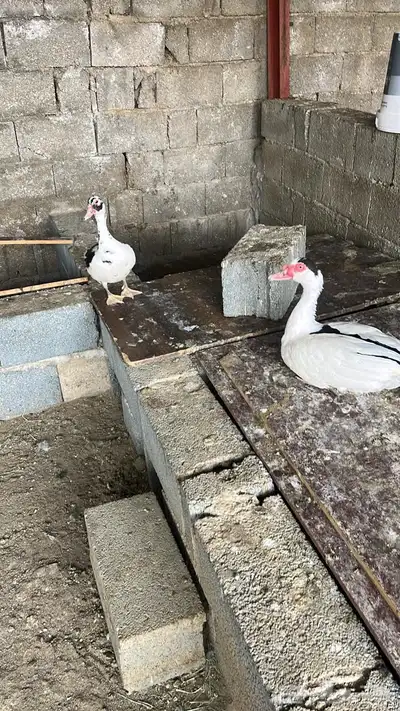 طيور 8