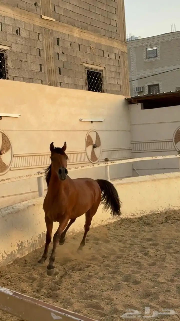 مهر واهو شيخ 0