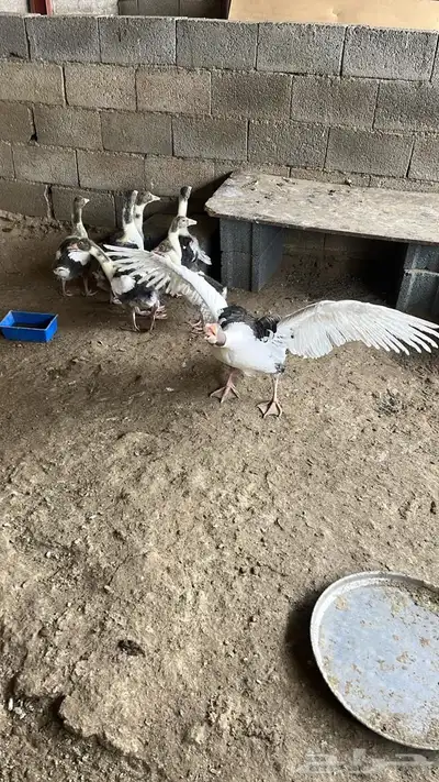 طيور 3