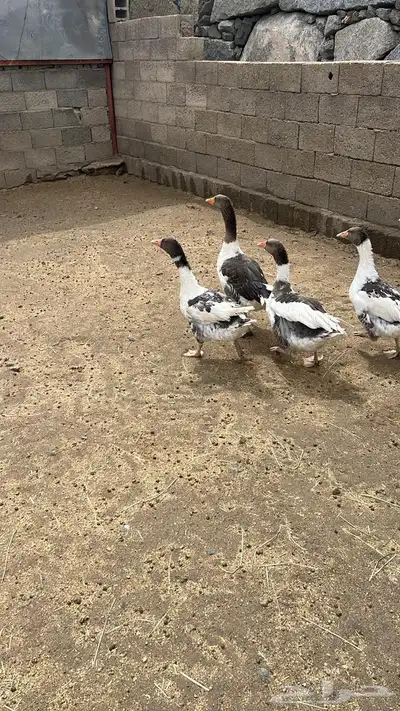 طيور 2