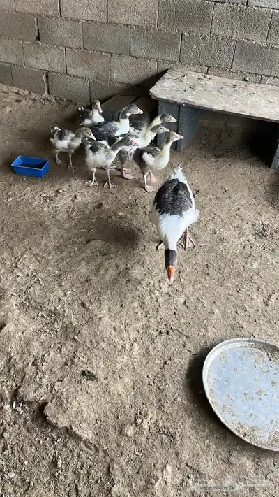 طيور 4