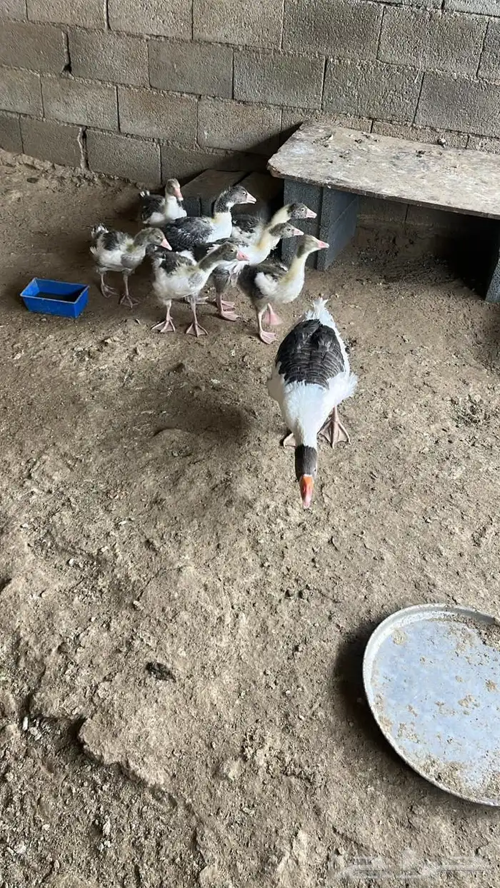 طيور 4