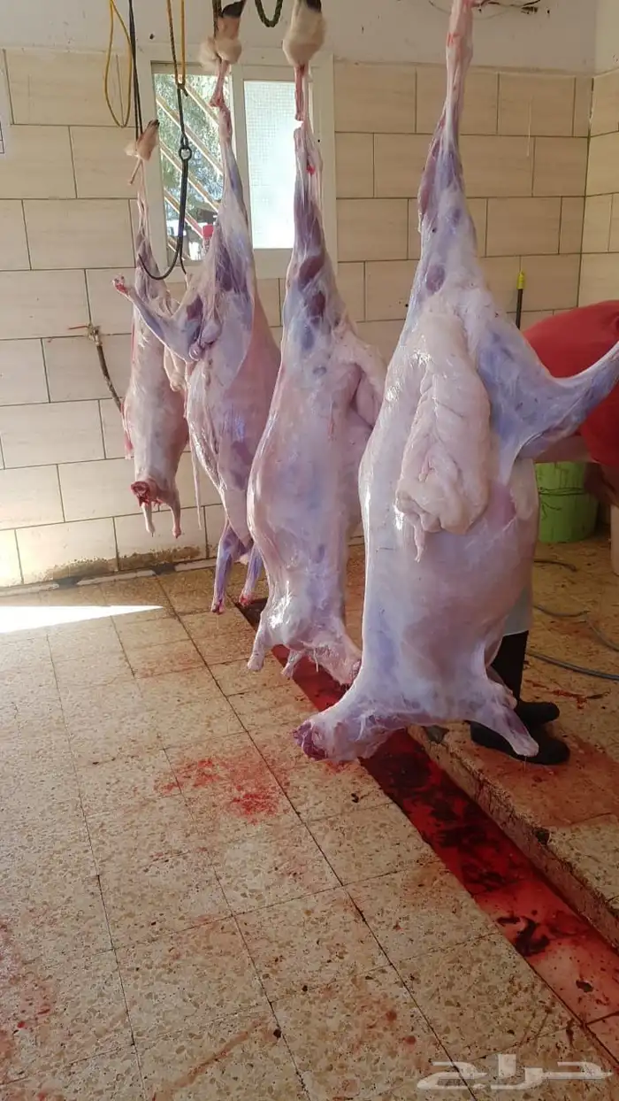 ذبايح جميع الاحجام 10