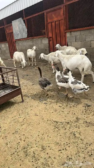 طيور 1
