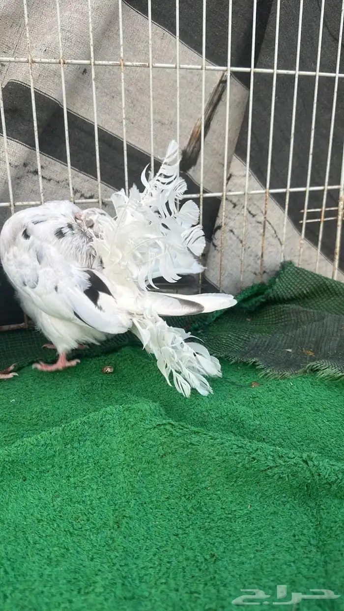 رقاص هولندي فناتيل 1