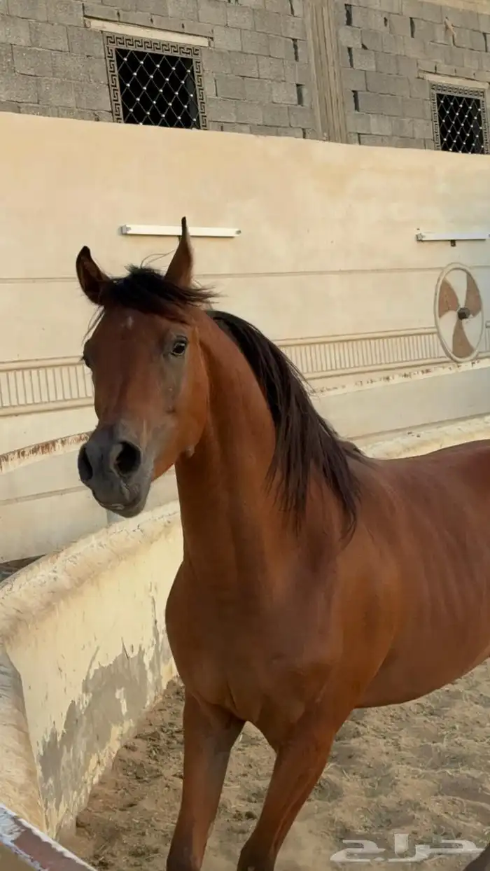 مهر واهو شيخ 1