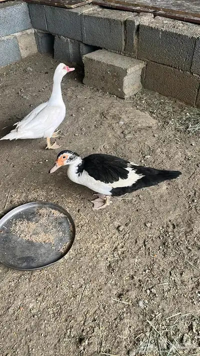 طيور 12