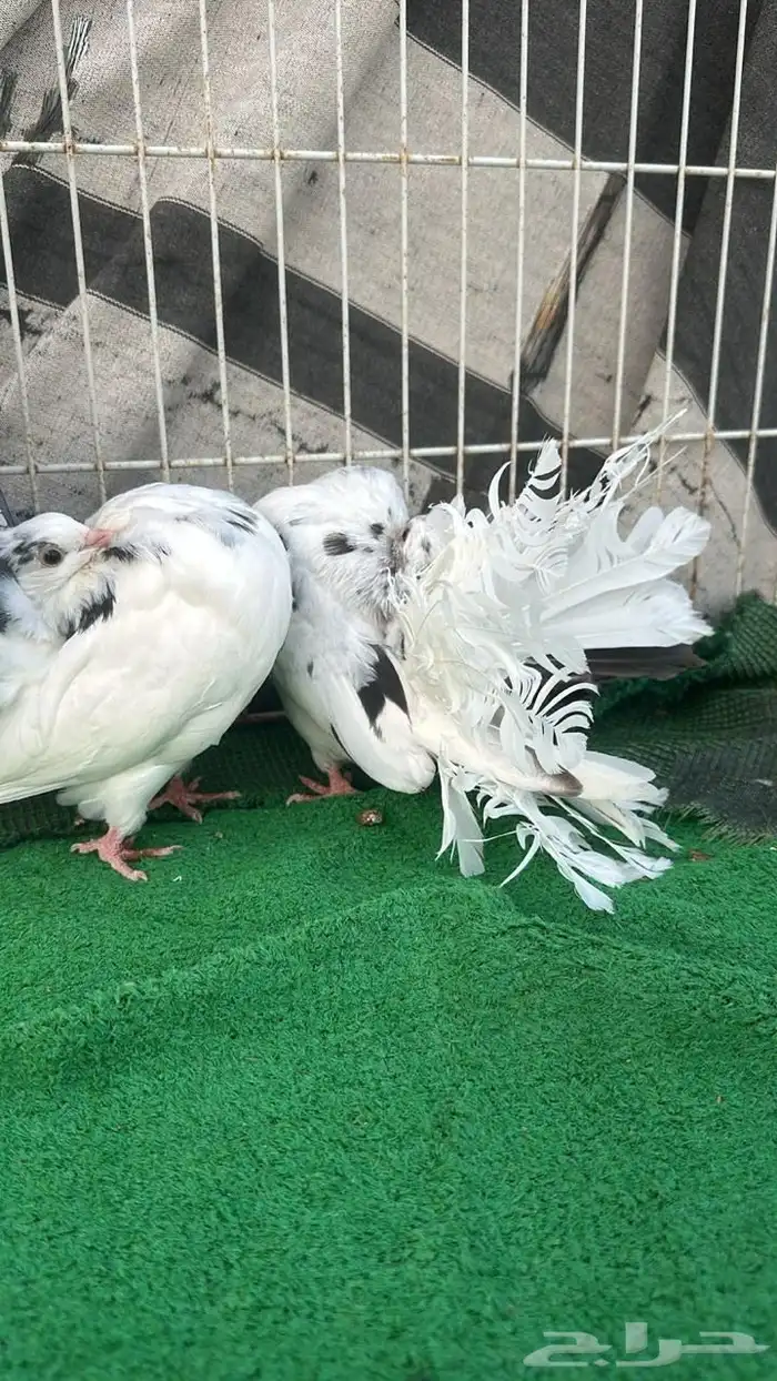 رقاص هولندي فناتيل 2