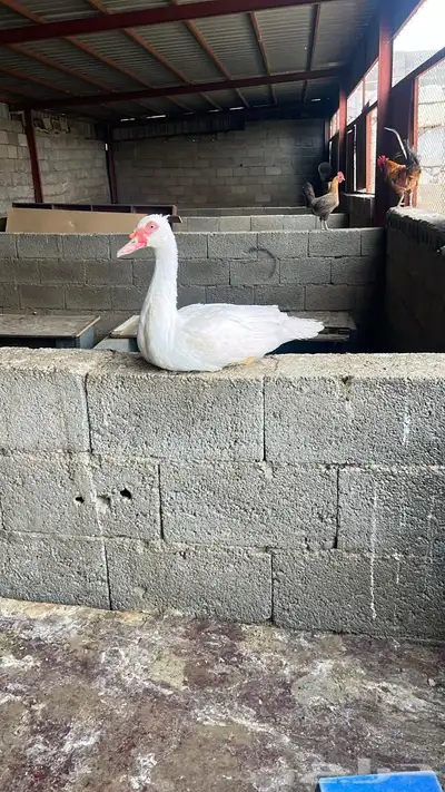 طيور 11