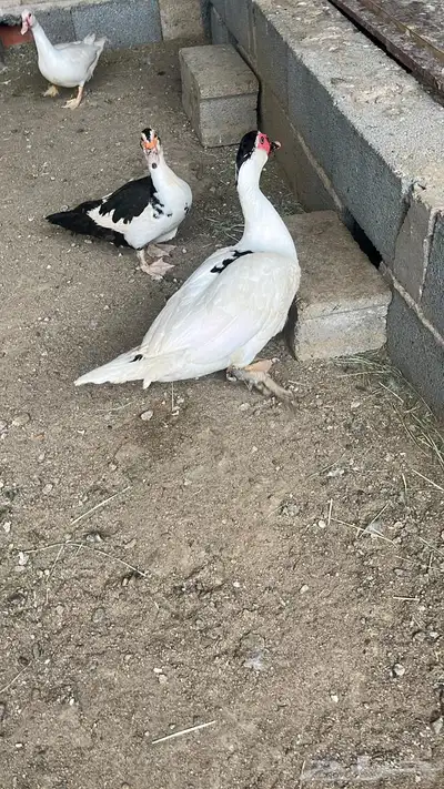 طيور 9