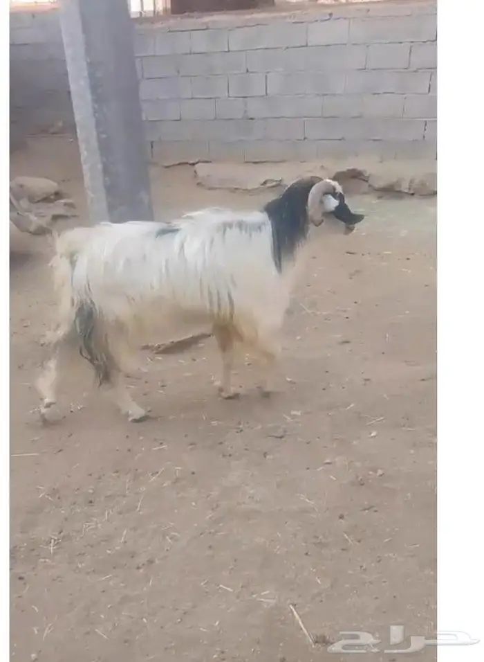 تيس فحل للبيع 1