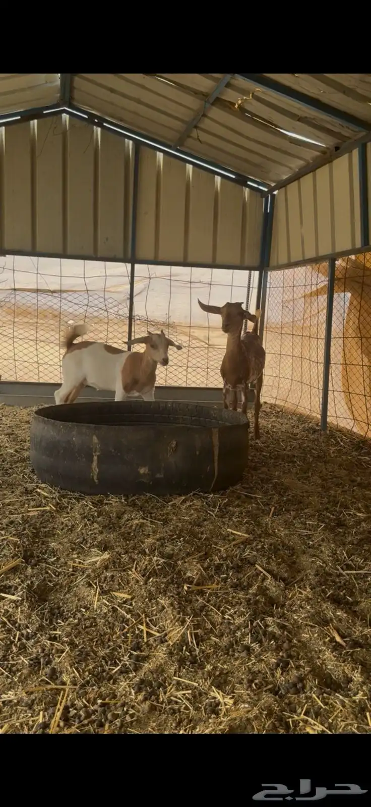 جفار فواخر طيبه محايليه 2