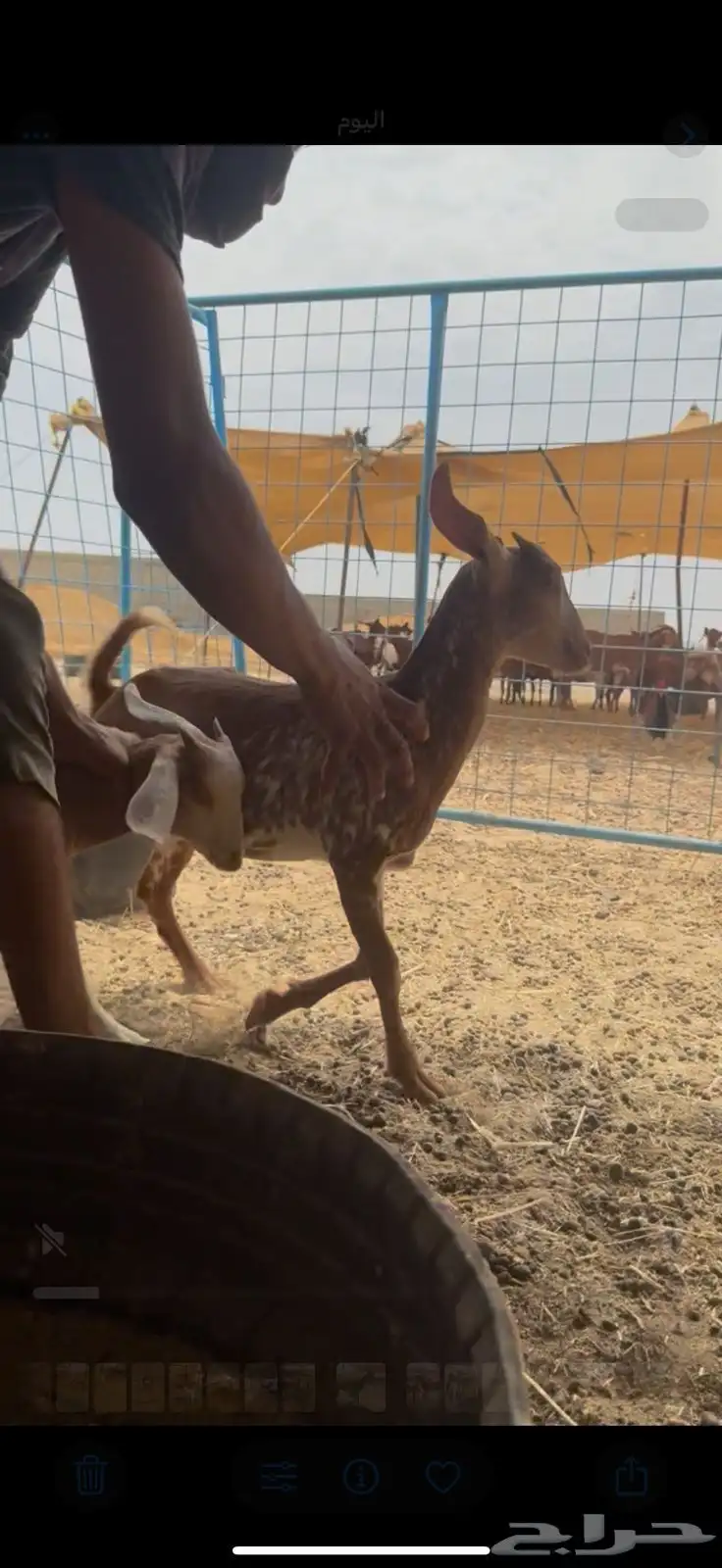 جفار فواخر طيبه محايليه 1