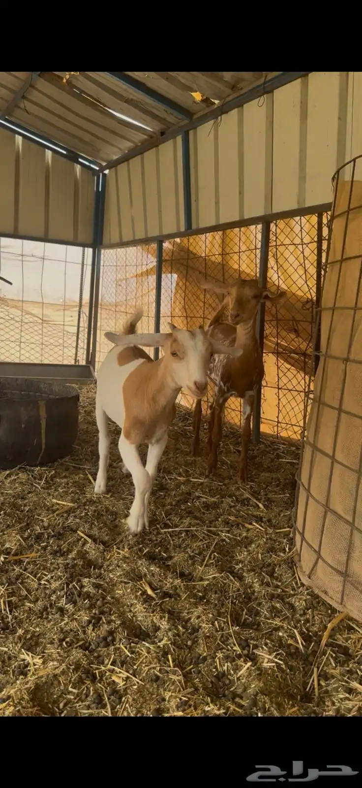 جفار فواخر طيبه محايليه 3