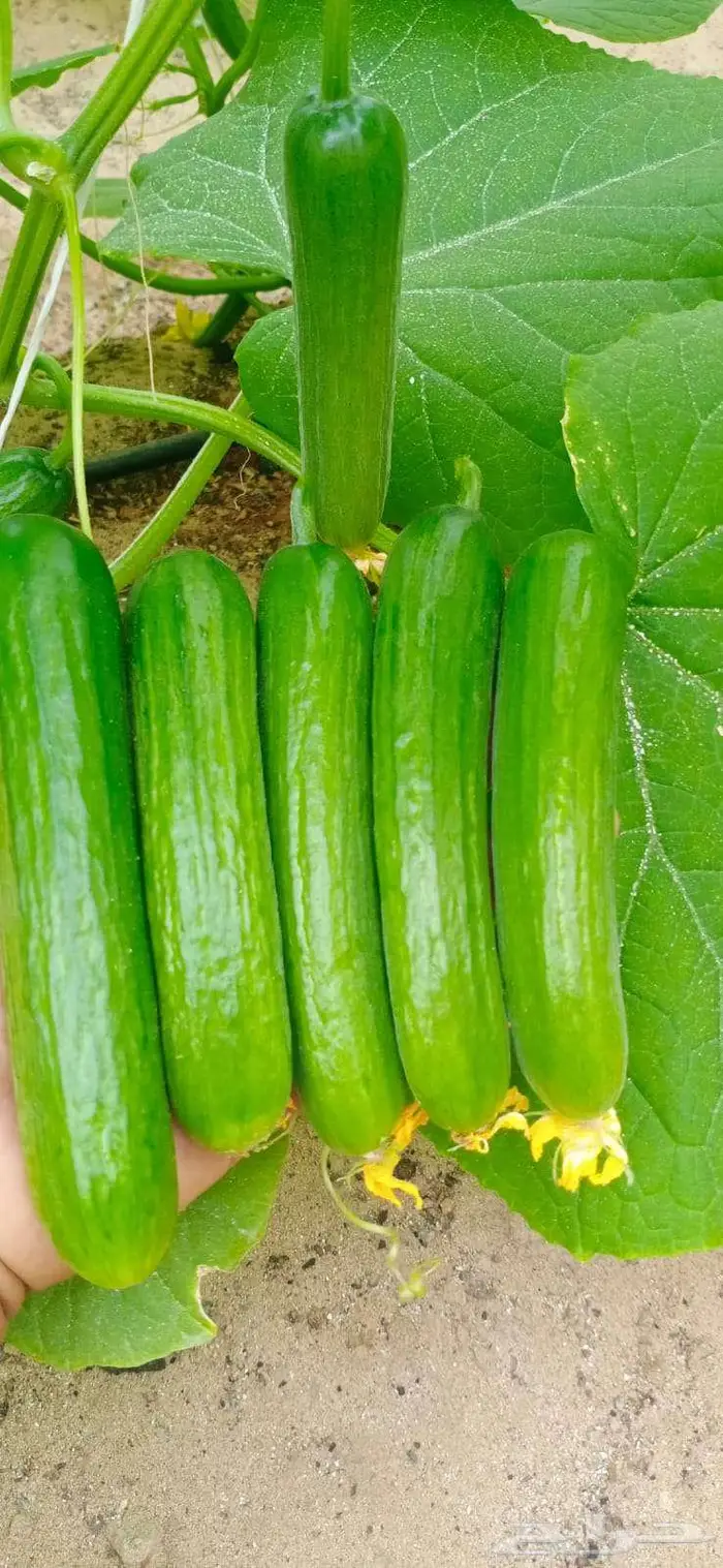 خضار عضوي 1