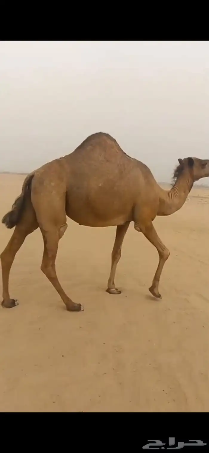 ناقه ساحليه توها جنبه سليمه مافيها شي الحمدالله على السوم 1