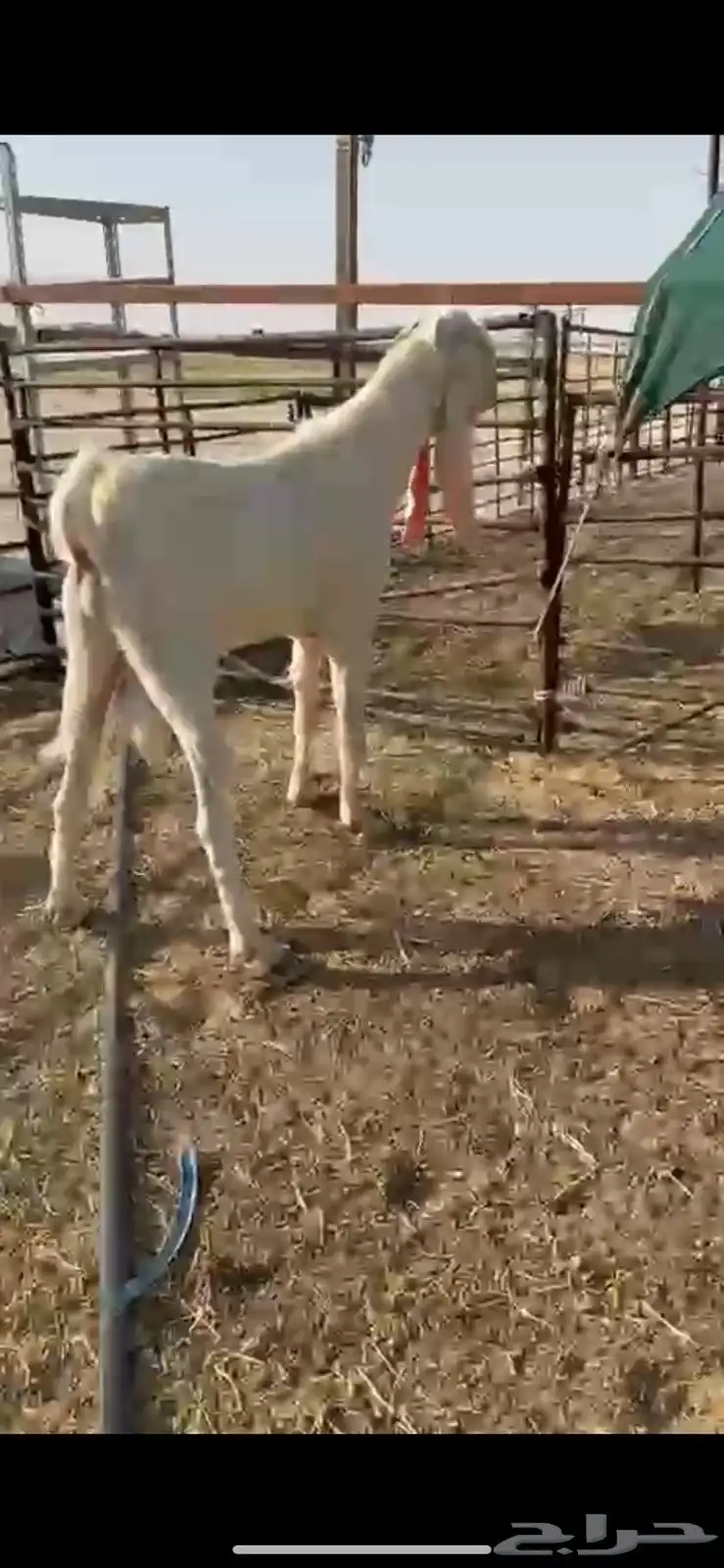 فحل للبيع 3