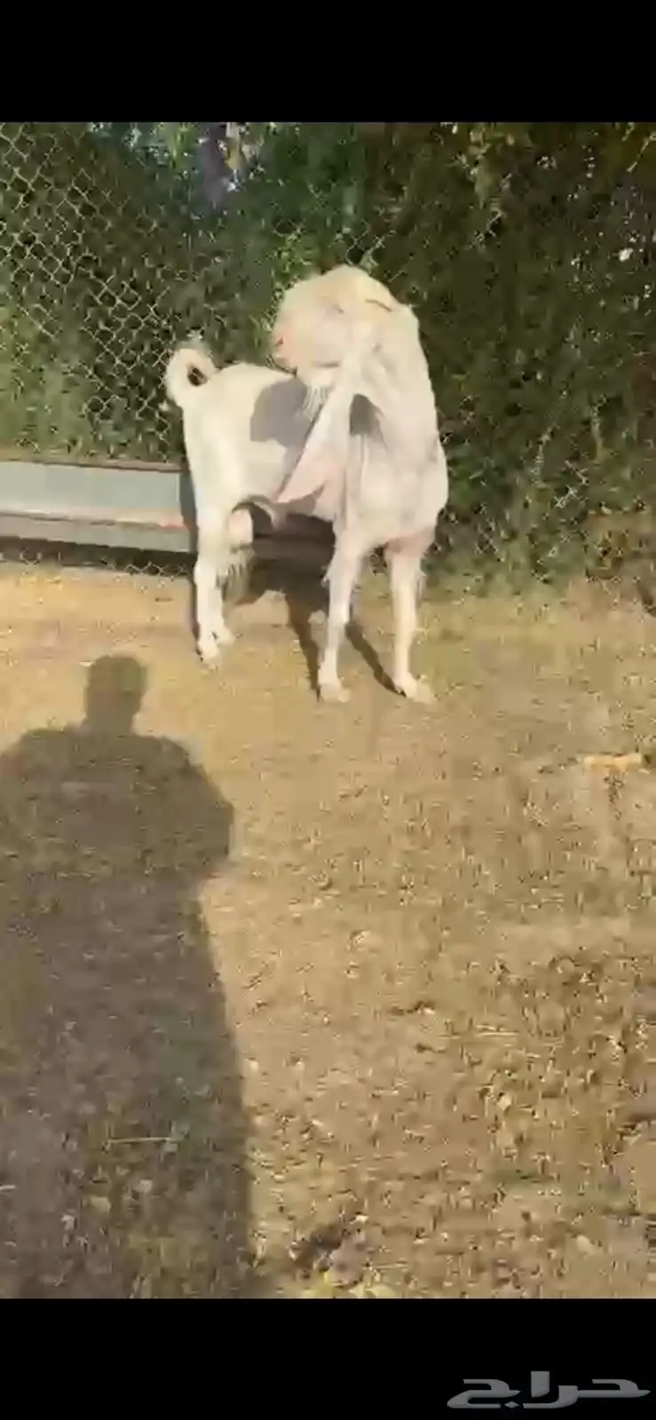 فحل للبيع 4